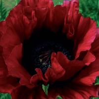 Papaver orientale Heartbeat