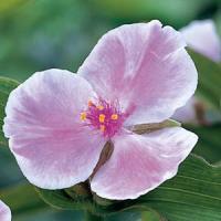 Tradescantia andersoniana Pink Chablis