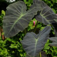 Coal Miner Colocasia Esculenta