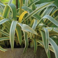 Agapanthus Gold Strike