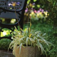 Agapanthus Gold Strike