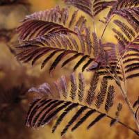 Albizia Summer Chocolate