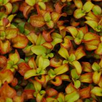 Coprosma Pina Colada