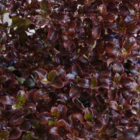 Coprosma Scarlett O'hara