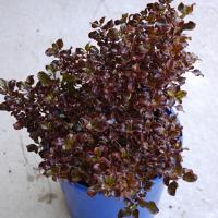 Coprosma Scarlett O'hara