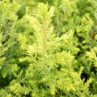 Cupressocyparis Goldfern
