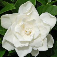 Gardenia Coconut Magic