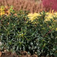 Ilex Emerald Leprechaun