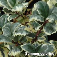 Ilex Casanova