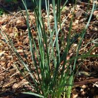 Lomandra Goldfields Blue
