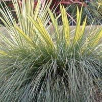 Lomandra Seascape