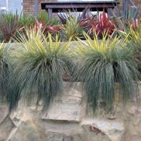 Lomandra Seascape