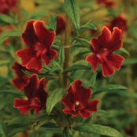Mimulus Georgie Red