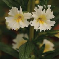 Mimulus Georgie White