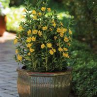 Mimulus Georgie Yellow