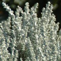Ozothamnus Silver Cape