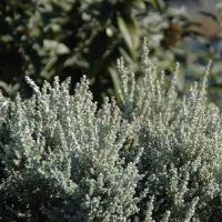 Ozothamnus Silver Cape
