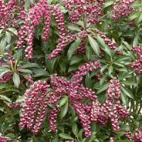 Pieris Passion