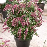 Pieris Passion
