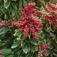 Pieris Passion Frost