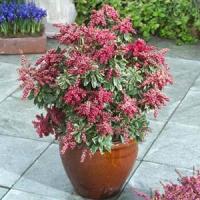 Pieris Passion Frost