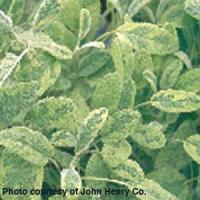 Salvia-sage Aurea