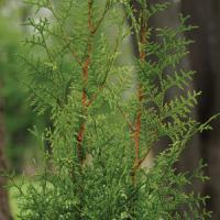 Thuja Sugar And Spice