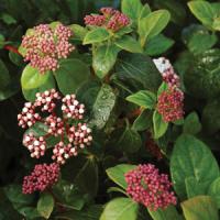 Viburnum Shades Of Pink