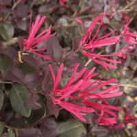 Loropetalum Cerise Charm