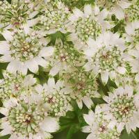 Astrantia major Star Of Billion