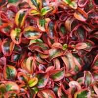 Coprosma Inferno