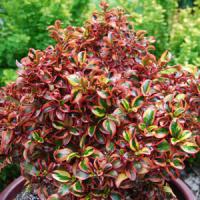 Coprosma Inferno