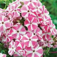 Phlox paniculata Peppermint Twist