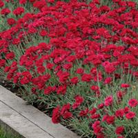 Dianthus Red Beauty