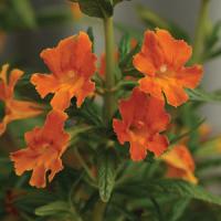 Mimulus Georgie Tangerine