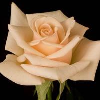 Rose My Bouquet Ambiance