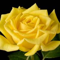 Rose My Bouquet First Impression