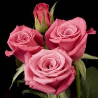 Rose My Bouquet Deja Blu