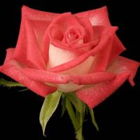 Rose My Bouquet Double Take