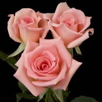Rose My Bouquet Flawless