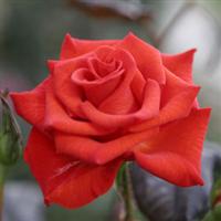 Rose My Bouquet Powerhouse