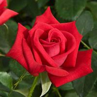 Rose My Bouquet Patron