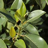 Ficus Figaro