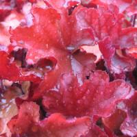 Heuchera Maroon Blush