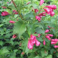 Weigela Magical Pink