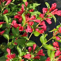 Weigela Magical Robin