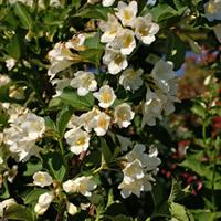 Weigela Magical White