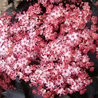 Sambucus BLACK TOWER