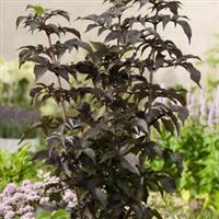 Sambucus BLACK TOWER