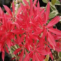 Pieris Fire And Ice